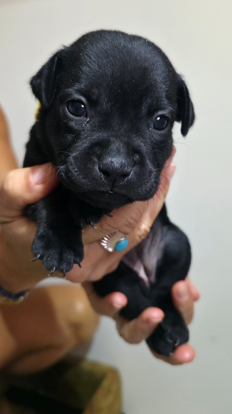 Chiot N°2