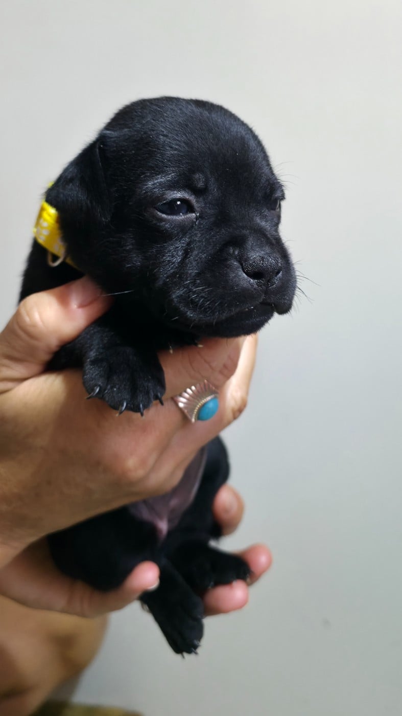 Chiot N°2