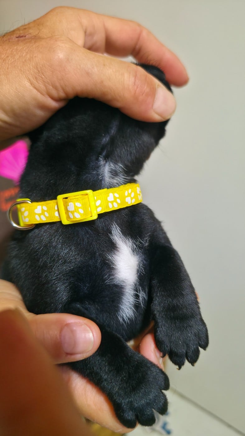 Chiot N°2