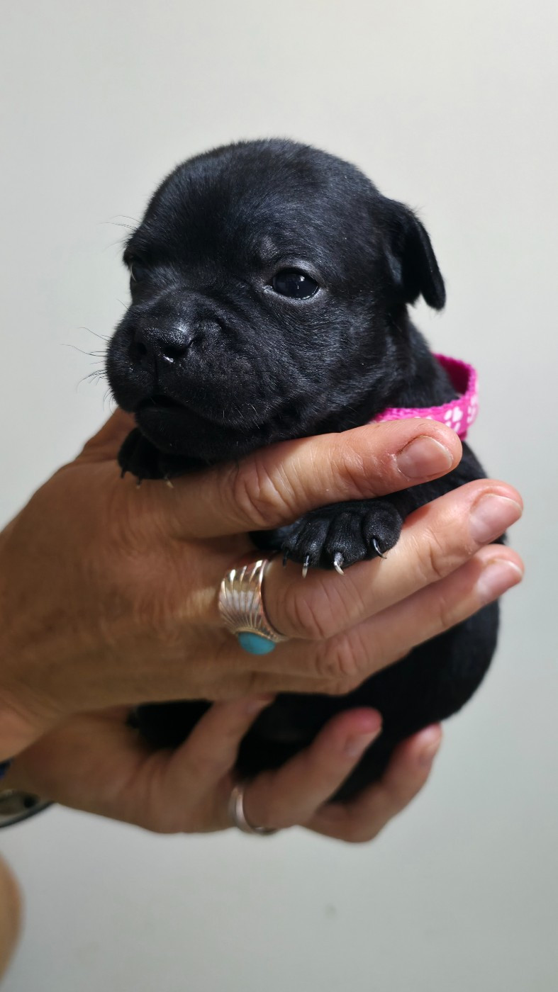 Chiot N°3