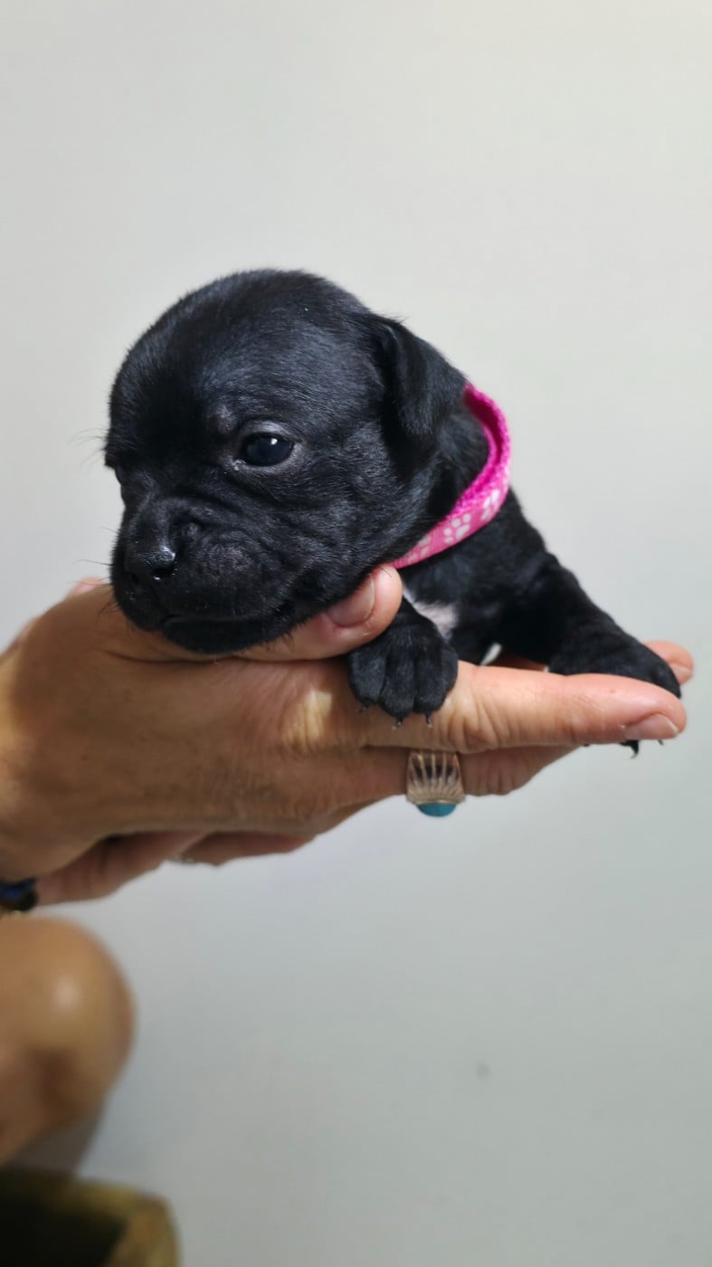 Chiot N°3
