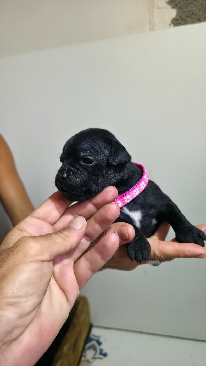 Chiot N°3