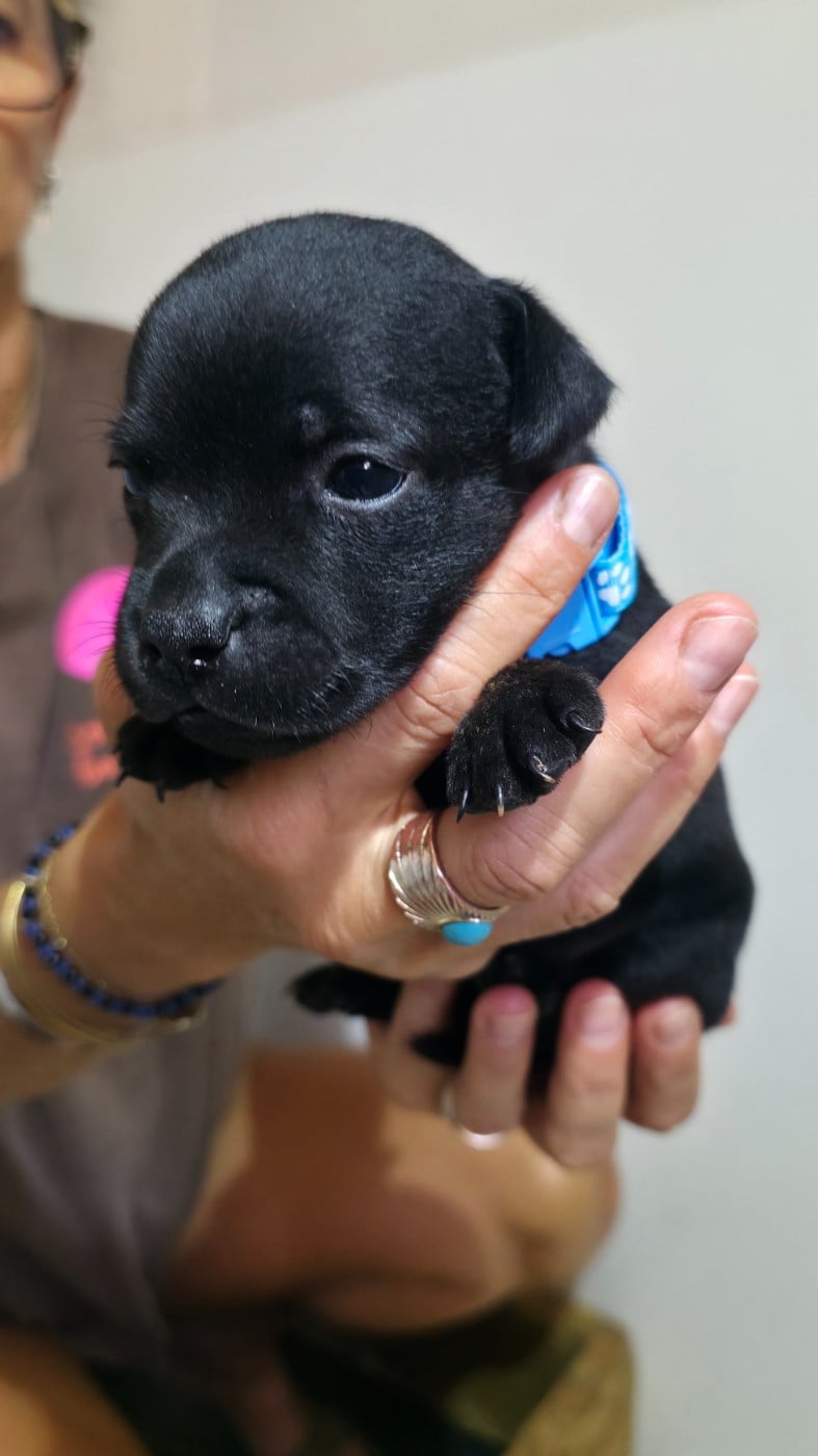 Chiot N°4