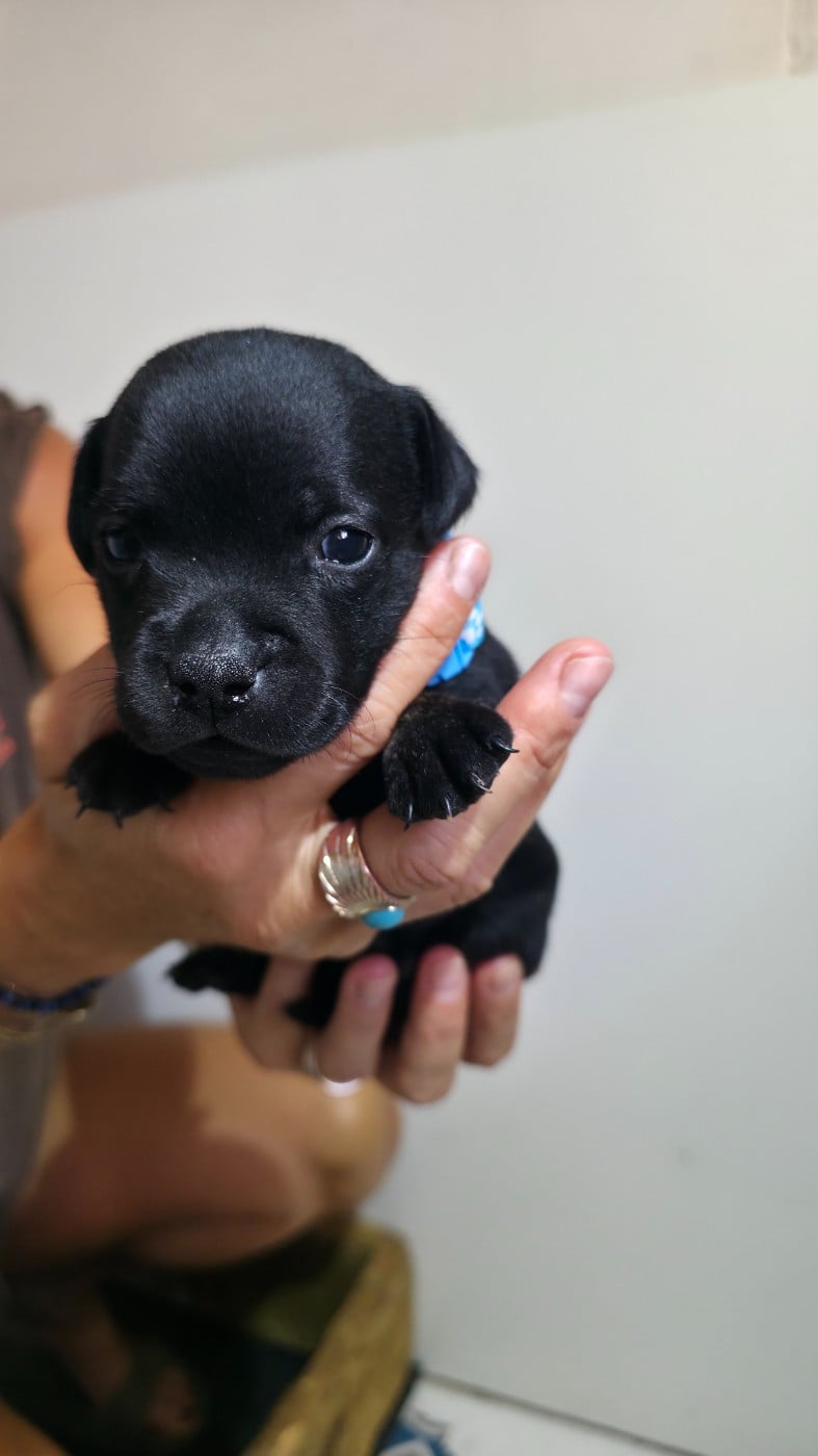 Chiot N°4