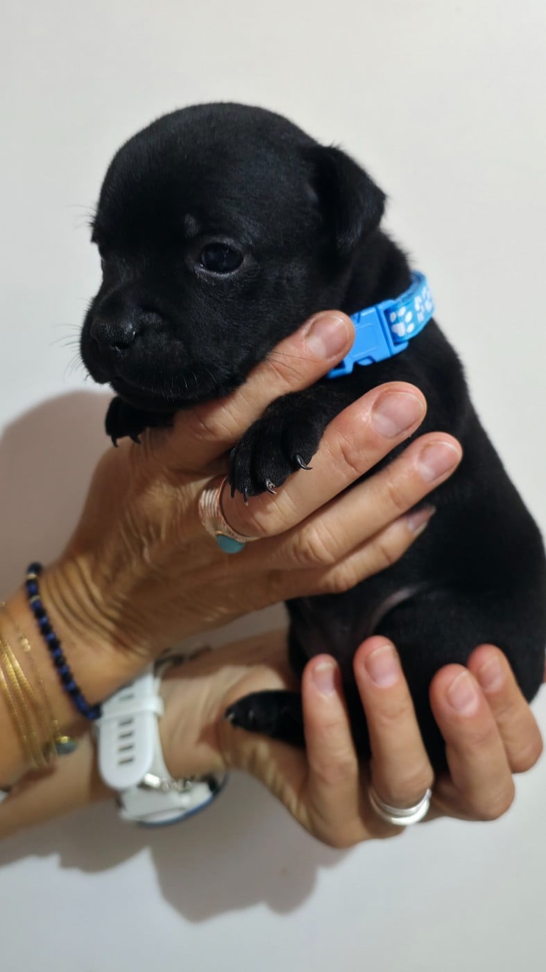 Chiot N°4