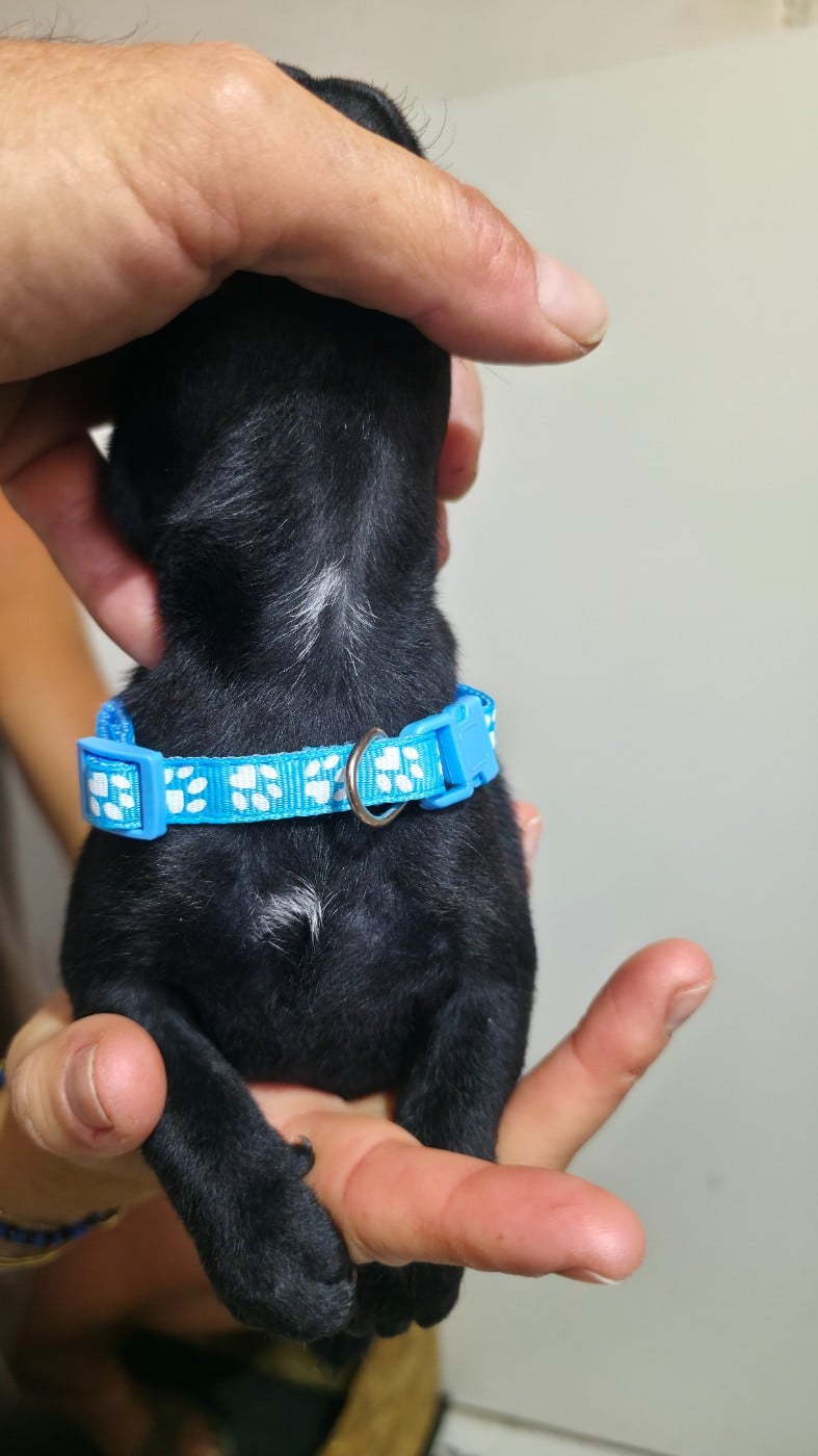 Chiot N°4