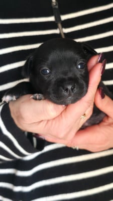 Les chiots de Staffordshire Bull Terrier