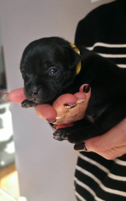 Les chiots de Staffordshire Bull Terrier