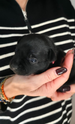 Les chiots de Staffordshire Bull Terrier