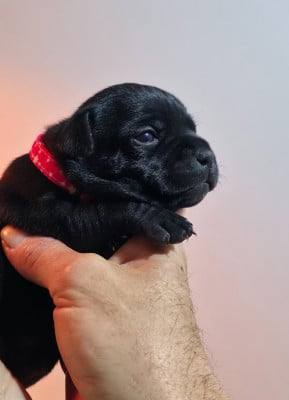 Les chiots de Staffordshire Bull Terrier