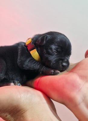 Les chiots de Staffordshire Bull Terrier