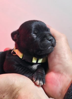 Les chiots de Staffordshire Bull Terrier