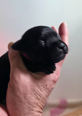 Les chiots de Staffordshire Bull Terrier