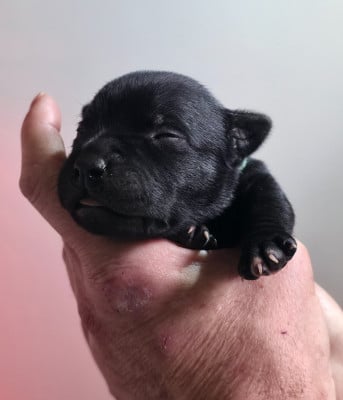Les chiots de Staffordshire Bull Terrier