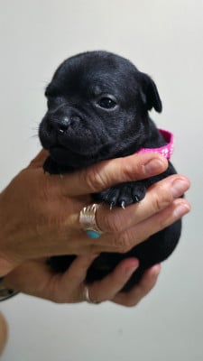 Chiot N°3 - Staffordshire Bull Terrier