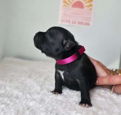 Staffordshire Bull Terrier