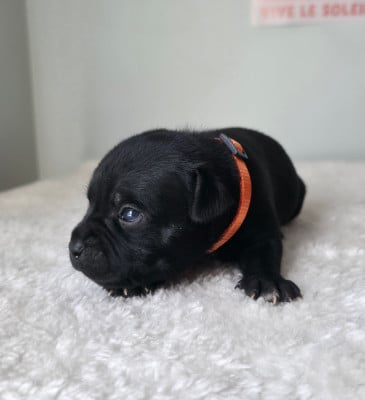 Chiot N°3 - Staffordshire Bull Terrier