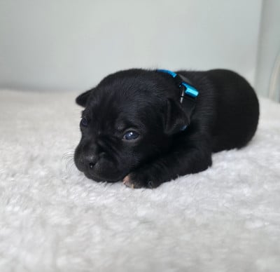 Chiot N°2 - Staffordshire Bull Terrier