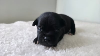 Chiot N°1 - Staffordshire Bull Terrier