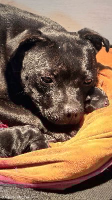 Staffordshire Bull Terrier