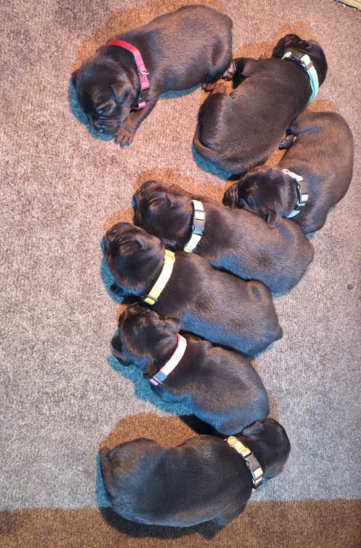 Staffordshire Bull Terrier - Of Dark Lands