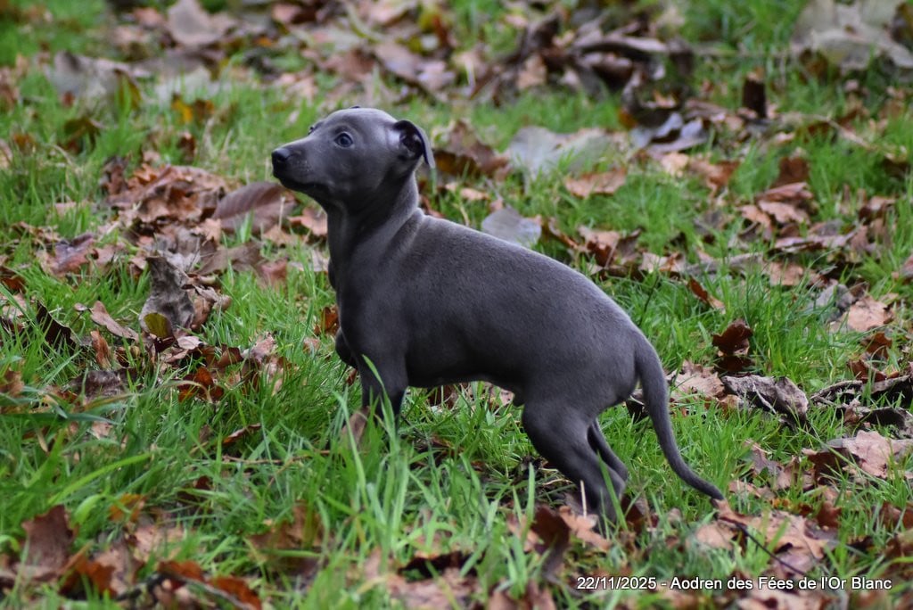 Petit Levrier Italien - Des Fées De L'Or Blanc
