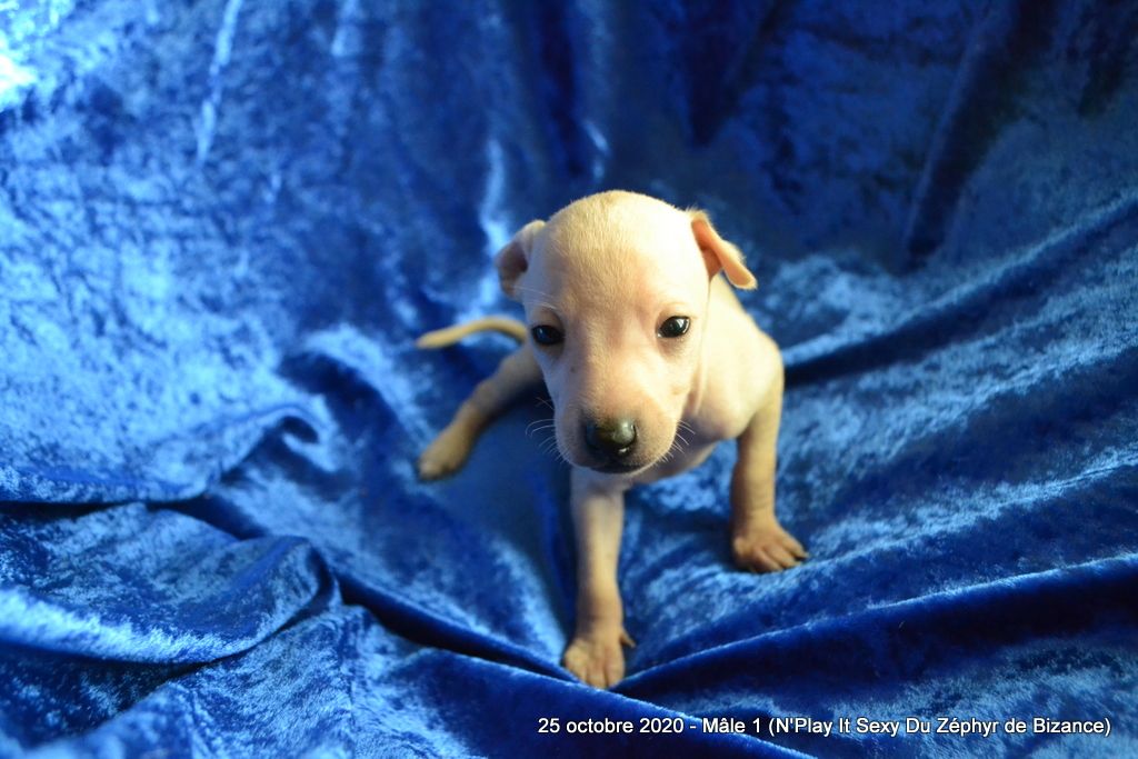 Chiot Petit Levrier Italien, mâle disponible en Pays de la