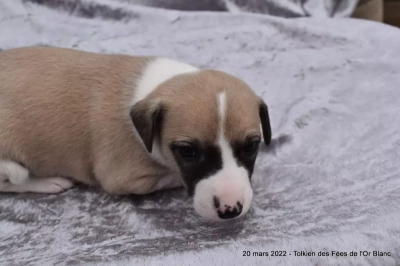 Des Fées De L'Or Blanc - Whippet - Portée née le 21/02/2022