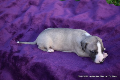 Les chiots de Whippet
