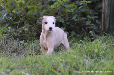 Les chiots de Whippet