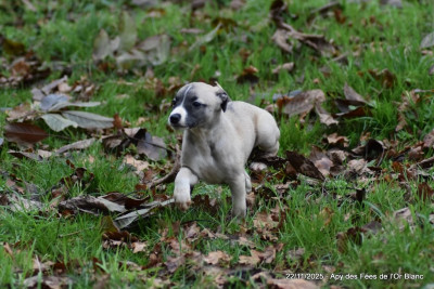Les chiots de Whippet