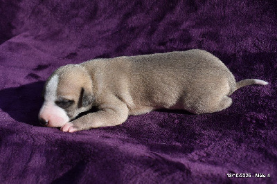 Les chiots de Whippet