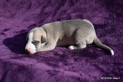 Les chiots de Whippet