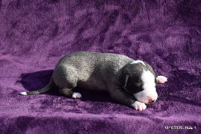 Les chiots de Whippet