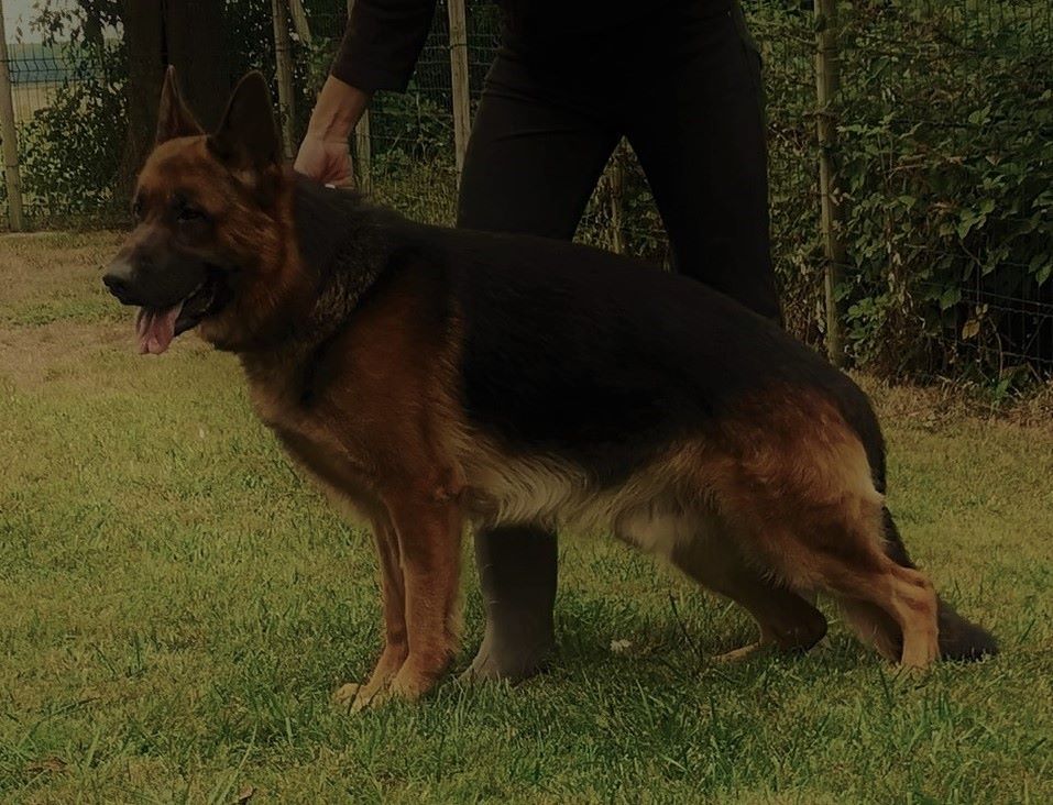 Marko des Hauts de Fontaine