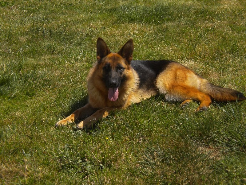 Publication : Du Domaine D'Aurelie Et Amelie Auteur : LE DOMAINE D'AURELIE ET AMELIE