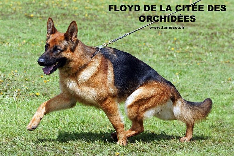 Floyd de la cité des orchidées