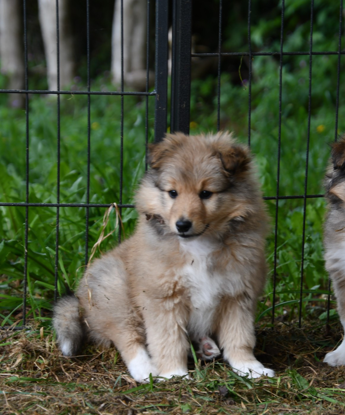 Addicted to you ( Aya )