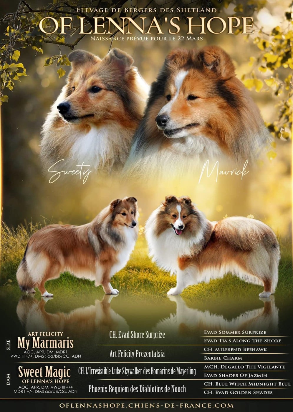 Shetland Sheepdog - Of Lenna's Hope