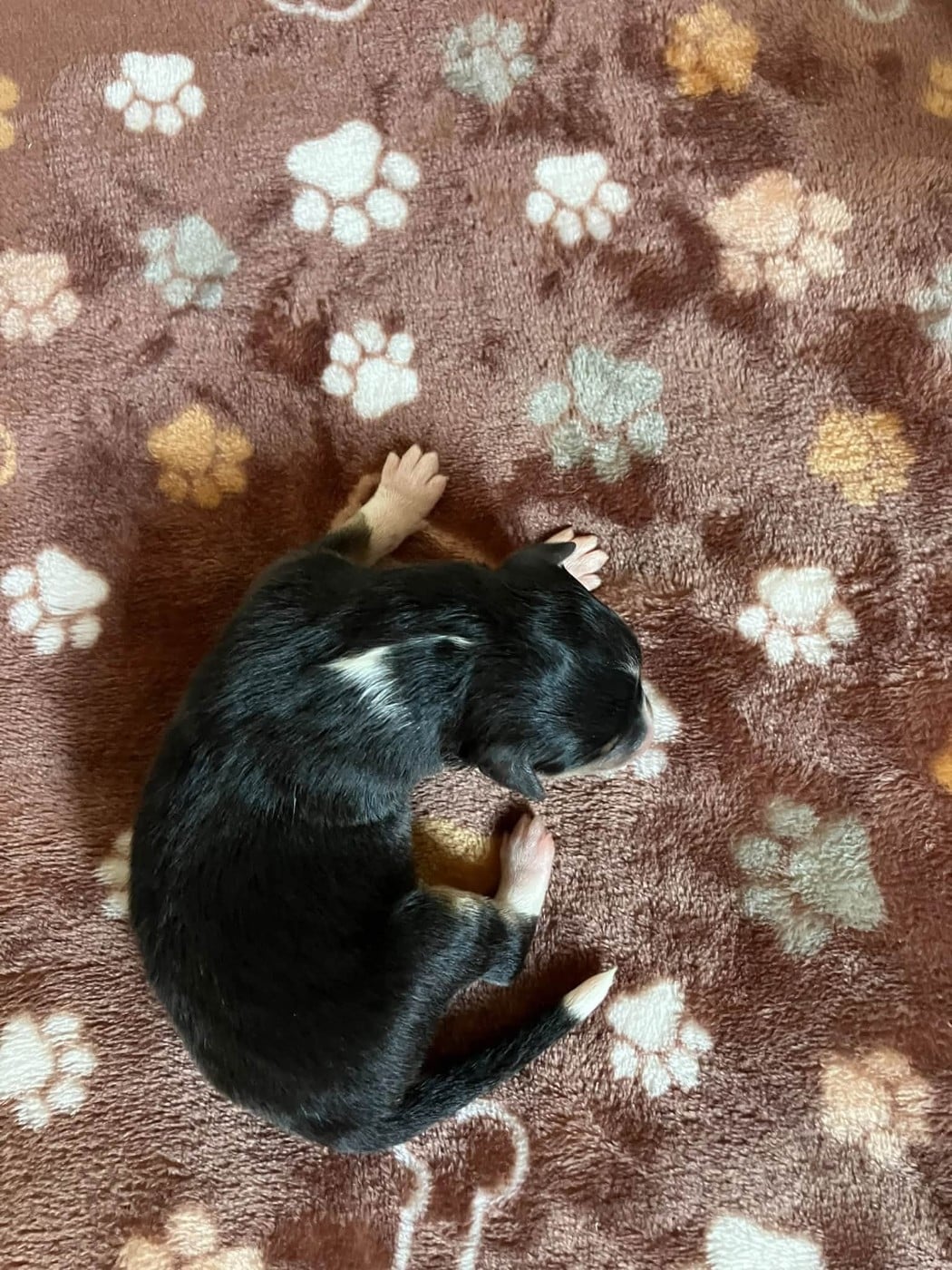 CHIOT 1