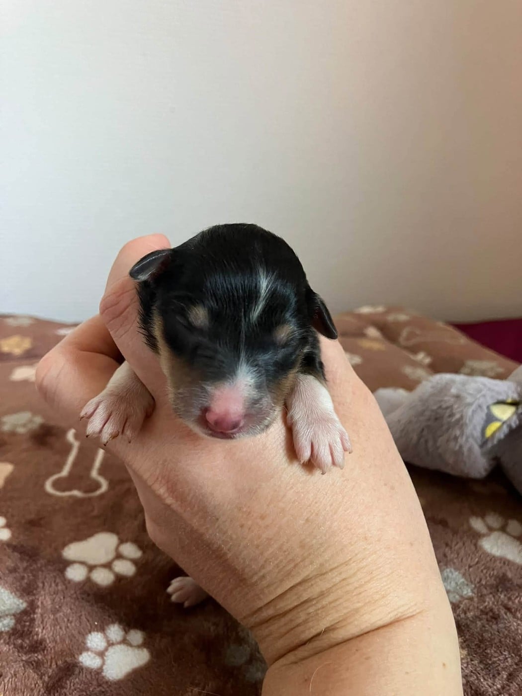 CHIOT 1