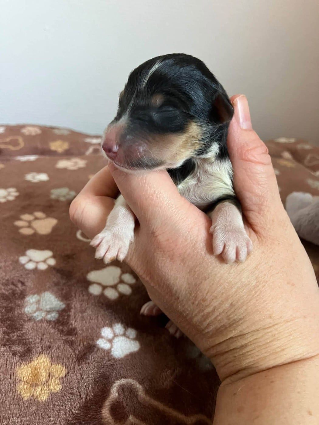 CHIOT 1