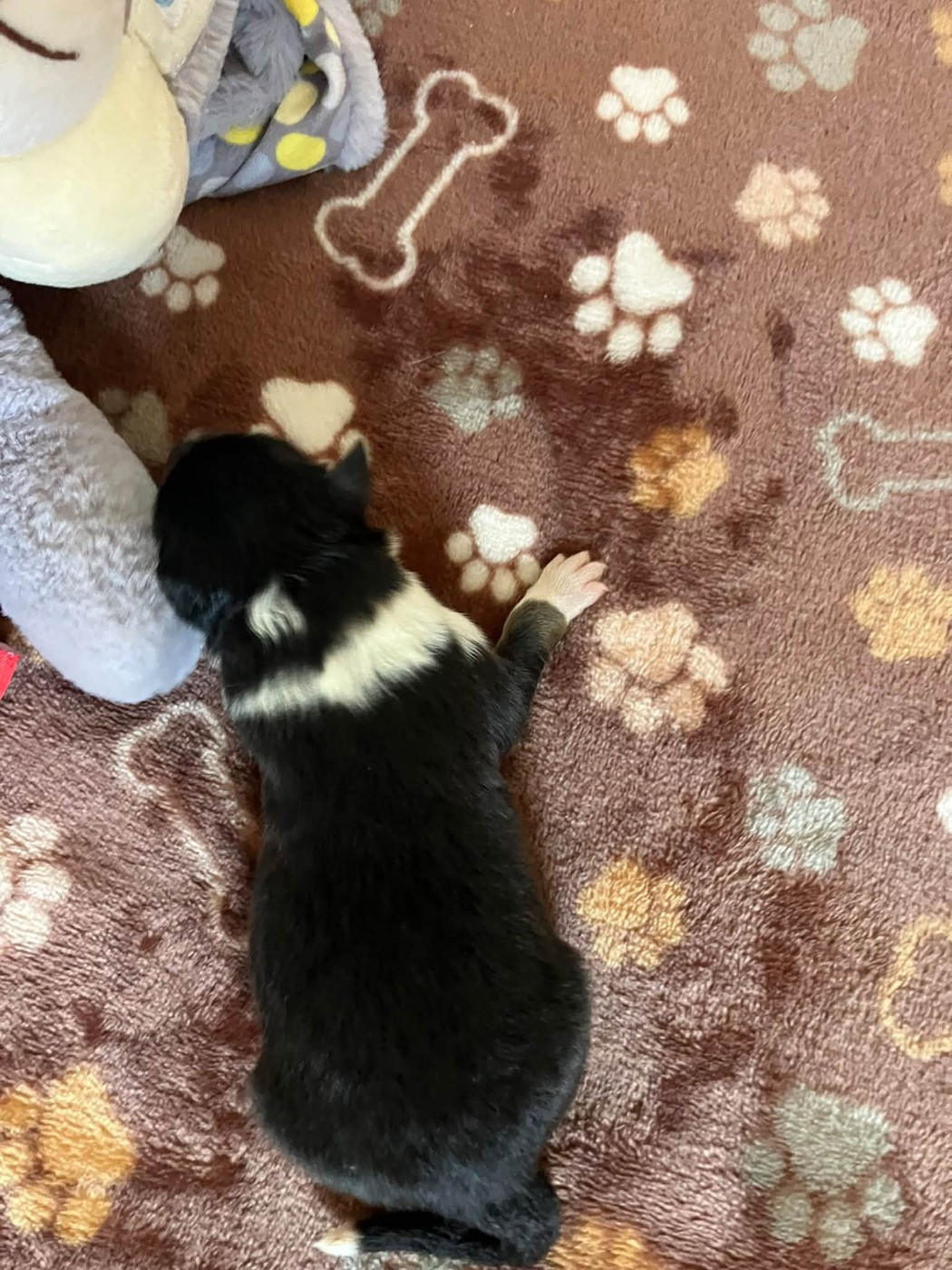 CHIOT 2