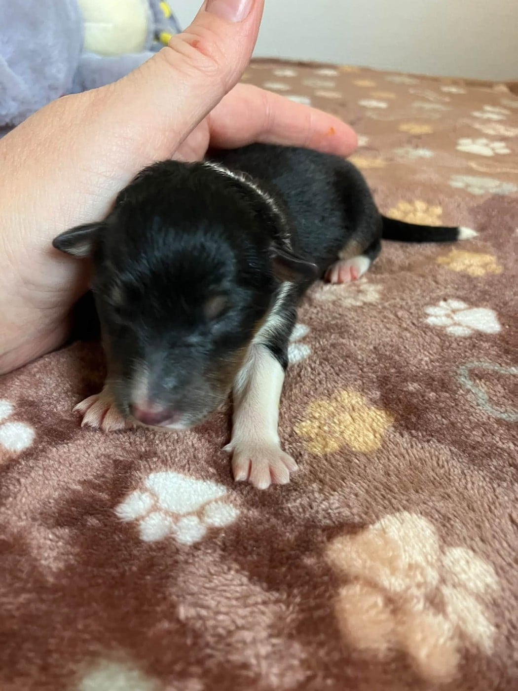 CHIOT 2