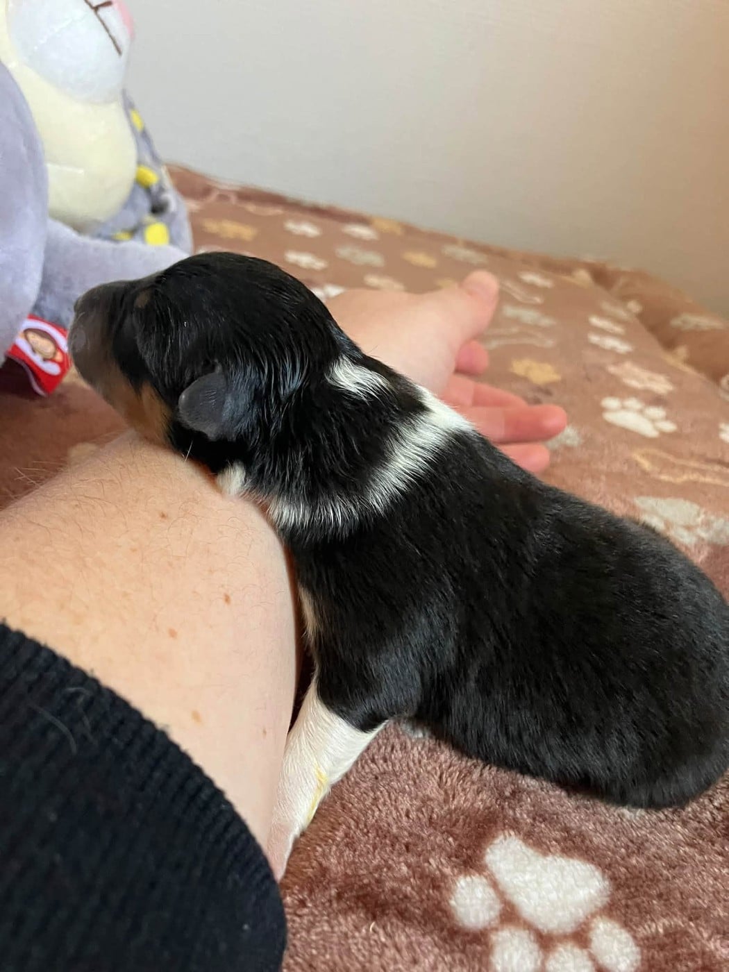 CHIOT 2