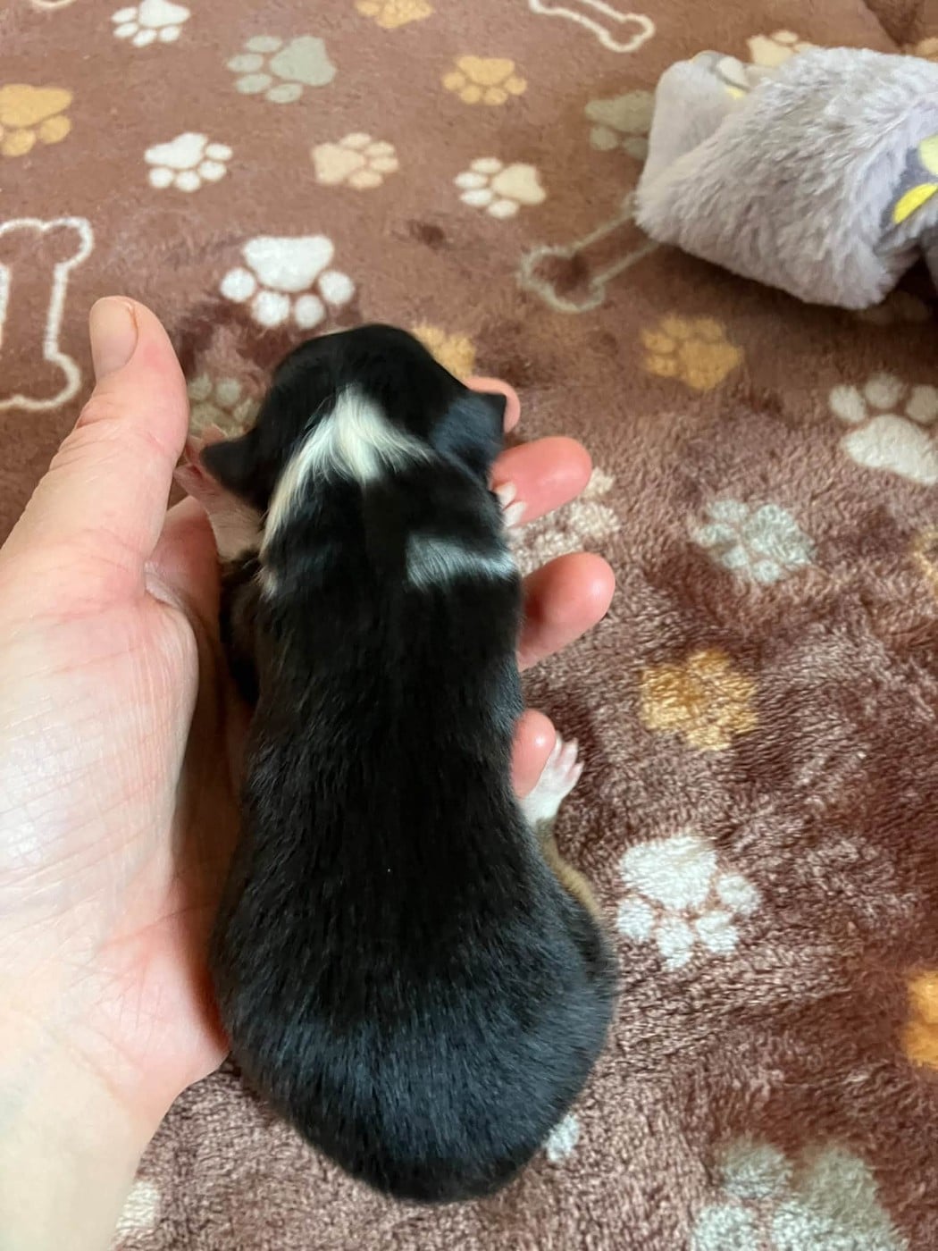 CHIOT 3