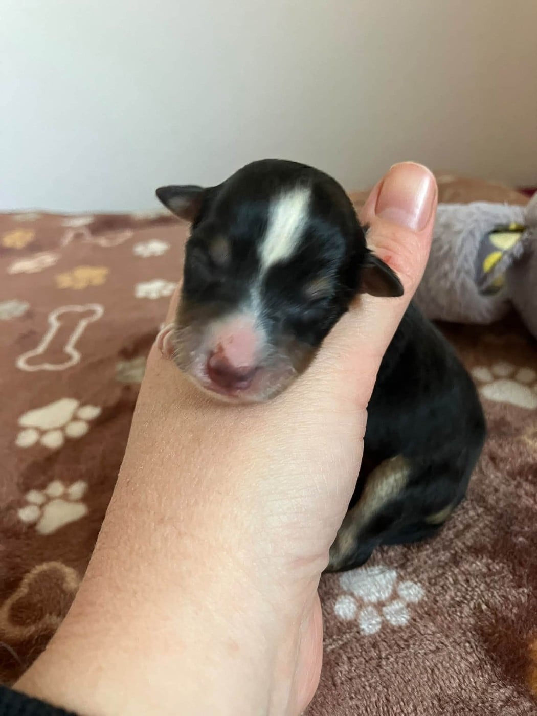 CHIOT 3