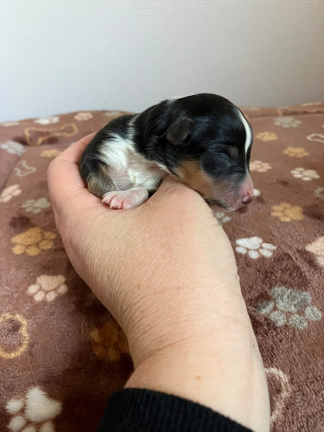 CHIOT 3
