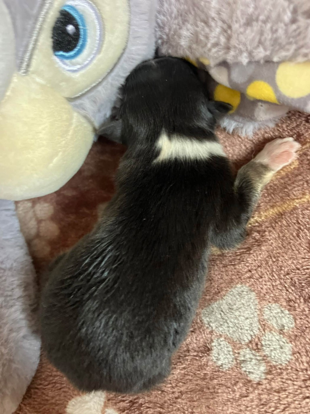 CHIOT 4