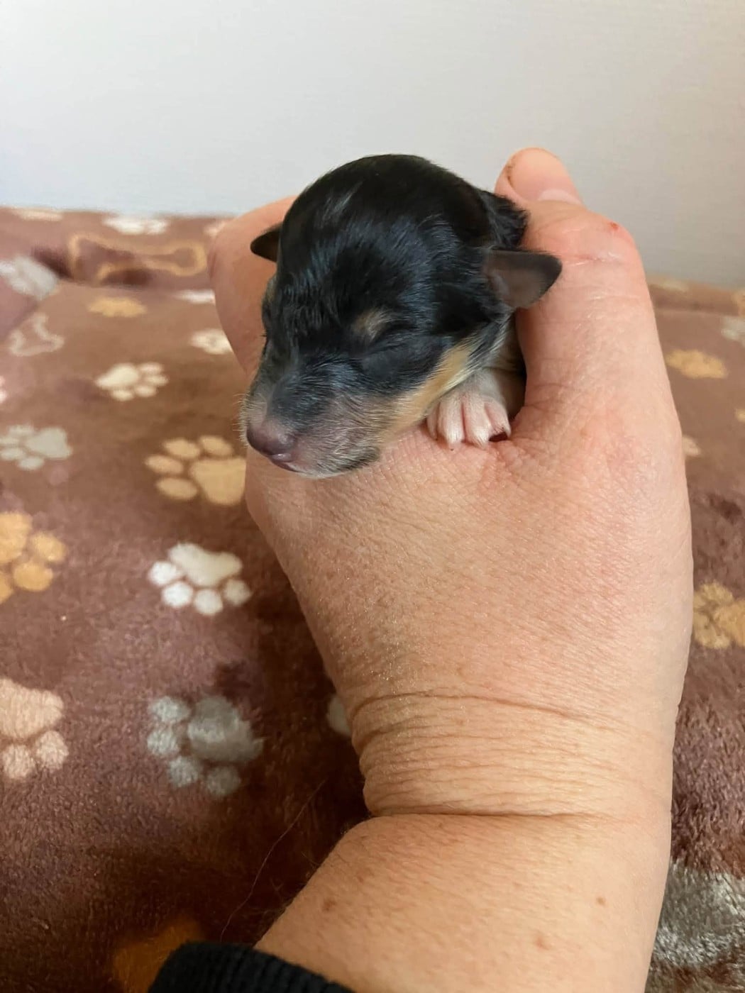 CHIOT 4